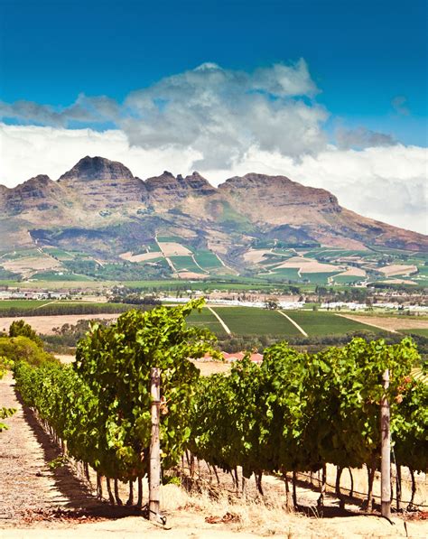 Stellenbosch vs Cape Town City - SerchaOaklyn