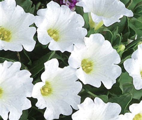 Chilean Bellflower White Nolana Paradoxa Seeds