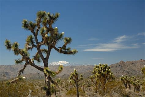 Joshua tree flowering at Joshua Tree Park-09 3-19-08 | Flickr