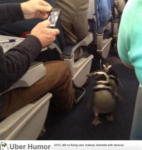 Two penguins flying | Funny Pictures, Quotes, Pics, Photos, Images. Videos of Really Very Cute ...