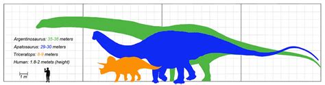 Size comparison: Argentinosaurus (green), Apatosaurus (blue), Triceratops (orange) - a photo on ...