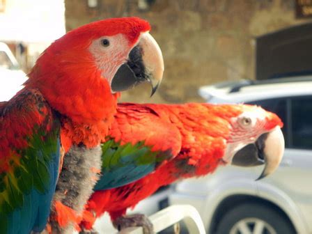 Parrot Care Tips - Pet Central Supply & Pet Care Tips