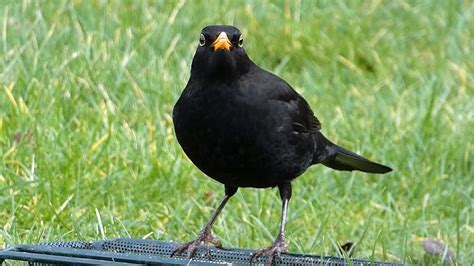 Bird Facts: The Common Blackbird - YouTube