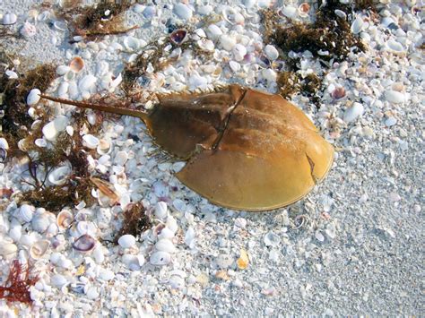 What Does a Horseshoe Crab Have to Do with Public Health? | ExploreHealthCareers.org