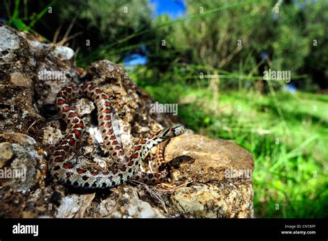 leopard snake (Zamenis situla, Elaphe situla), lying on a rock in an olive grove, Greece ...