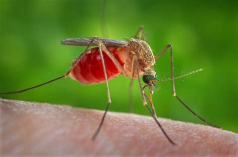 Mosquito-Borne Diseases