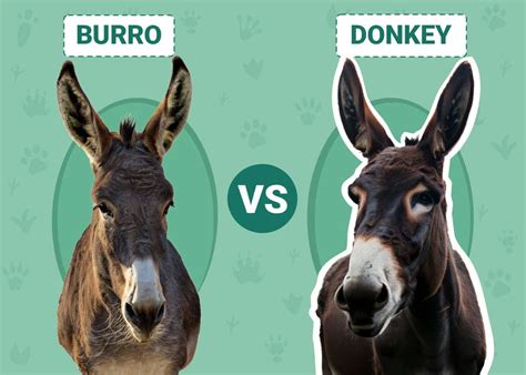 Burro vs Donkey: The Differences Explained (With Pictures) | Animal World