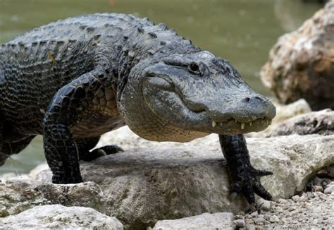 Florida alligator attack threats on the rise as creatures use canals as 'freeways' | Daily Mail ...