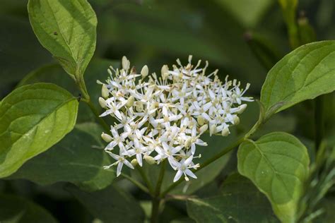 12 Species of Dogwood and Trees