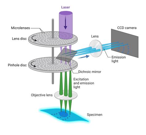 Confocal Microscopy | AAT Bioquest