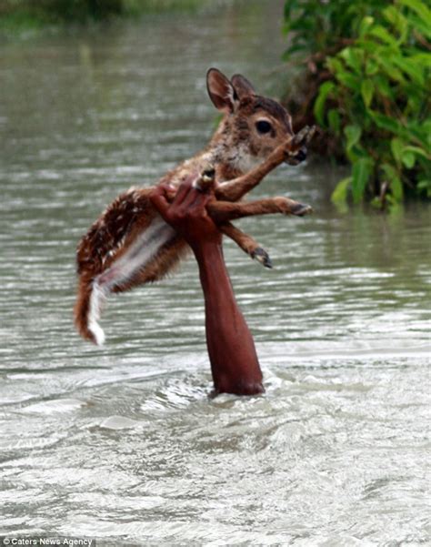 Boy Risks His Life to Save a Fawn – Kindness Blog