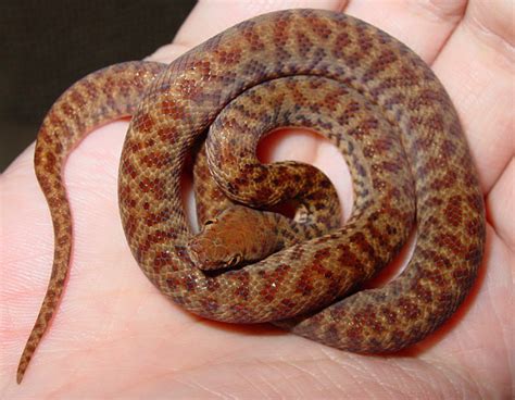 Pygmy Python Facts and Pictures | Reptile Fact