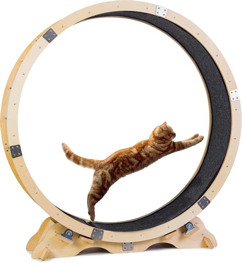 Amazon.com : LOCDION Cat Wheel Exerciser for Indoor Cats,Cat Exercise Wheel with Upgraded Pre ...