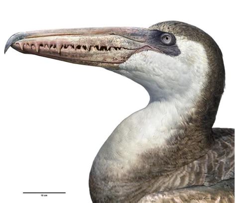 A fossil of a bizarre, giant bony-toothed bird with a 5m wingspan has been found in Victoria ...