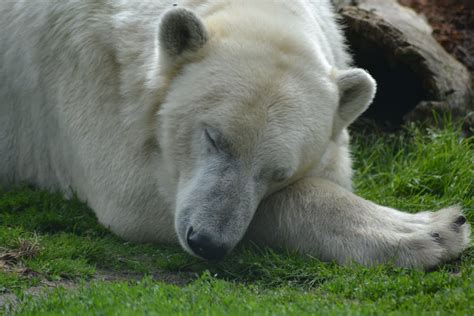 Free stock photo of polar bear, sleeping