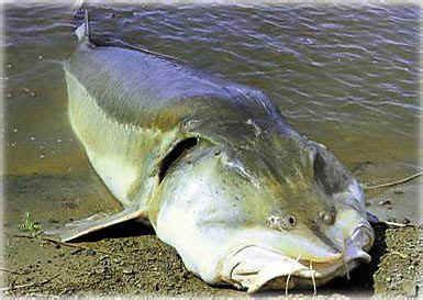 The Kaluga is a large predatory sturgeon found in the Amur River basin. Also known as the river ...