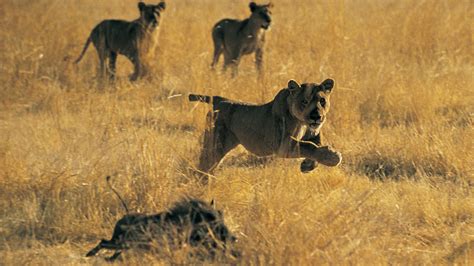 'Zona de combate', un espectáculo de naturaleza salvaje | Señal Colombia