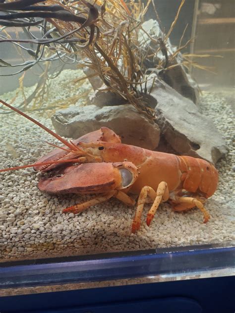 Rare Orange Lobster Discovered At Cor-J's Finds A New Home - 27 East