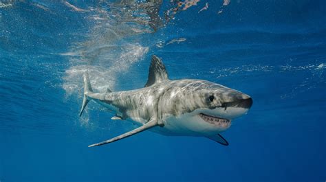 The Strange Story Of Rosie The Shark, A Preserved Great White Abandoned In An Australia Wildlife ...