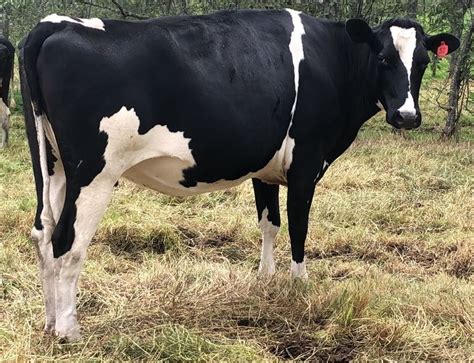 Las mejores fotografías e imágenes de vacas tipo leche - Todo Sobre Ganado