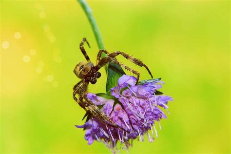 How to Get Rid of Spider Infestation in Garden in the UK | Cozy Family