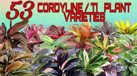 53 STUNNING CORDYLINE / TI PLANT VARIETIES - YouTube