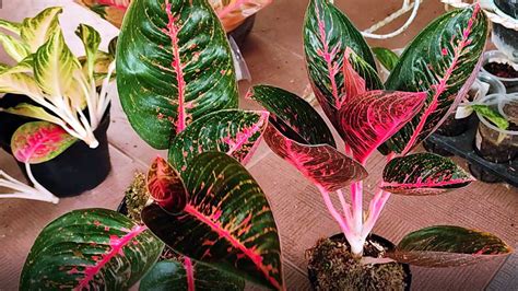 Red Adelia Chinese Evergreen propagation and repotting | Aglaonema ...