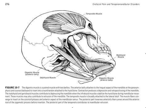 digastric and stylohyoid muscle - Cerca con Google | Anatomy, Anatomy and physiology, Mucles