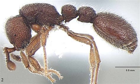 New ant species discovered from Kerala named after evolutionary ...