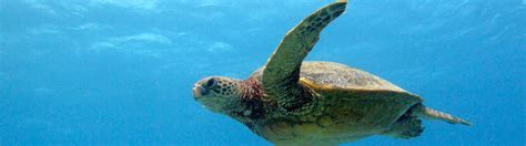 Snorkeling at Scuba diving at Hanauma Bay Hawaii