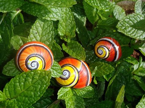 143 best Painted Snail. Caracol pintado de Cuba & Candy cane snail images on Pinterest | Snails ...