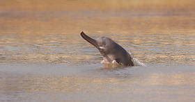 Indus river dolphin | WWF