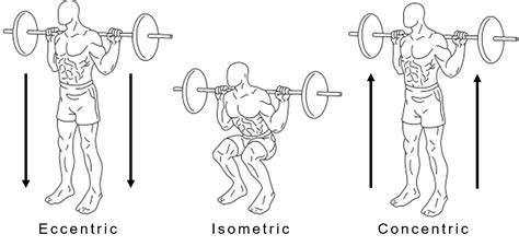 Types of Muscle Actions: Isotonic Vs. Isometric • Bodybuilding Wizard