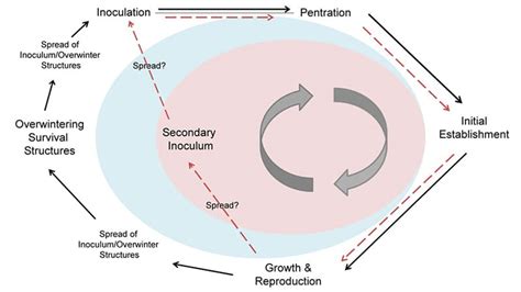 Plant Disease: Pathogens and Cycles | CropWatch