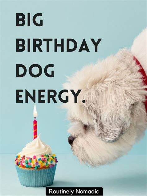 75 Perfect Funny Dog Birthday Puns for 2023 | Routinely Nomadic