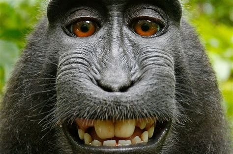 Le macaque qui avait fait un selfie viral va recevoir 25% des droits d ...