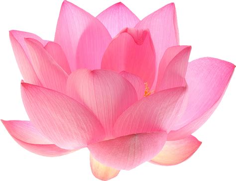 Lotus Flower Transparent - Lotus Flower Transparent Background (500x334 ...