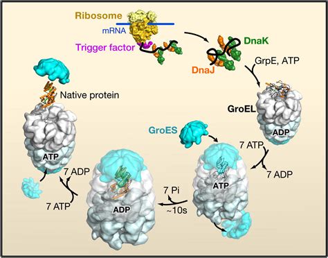 Molecular Mechanism of Protein Folding in the Cell: Cell