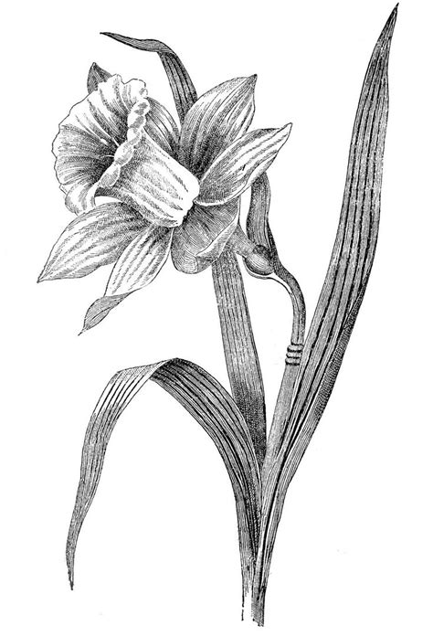 Daffodil Line Drawing at PaintingValley.com | Explore collection of ...