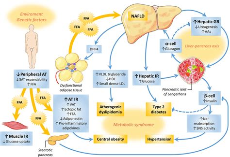 Metabolic Liver Disease Of Obesity And Role Of Adipose Tissue In The | My XXX Hot Girl