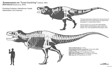 Scotty Tyrannosaurus rex skeletal restoration 2022 by Paleonerd01 on DeviantArt