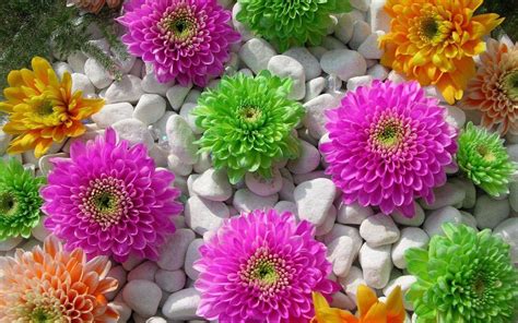 Colorful Flower Wallpapers - Wallpaper Cave