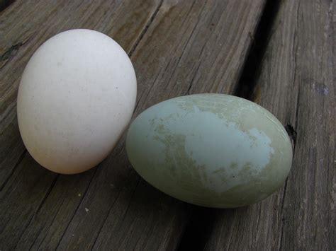 Maddy the Blue Swedish duck's first egg on the left; Sophie the Buff Orpington duck's first egg ...