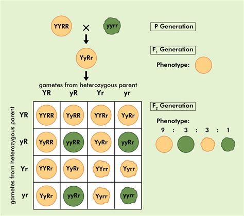 Dihybrid Cross: Phenotypic Ratio, Definition, Diagram and Overview