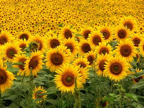Bí ẩn những bông hoa hướng dương trong tranh của Van Gogh
