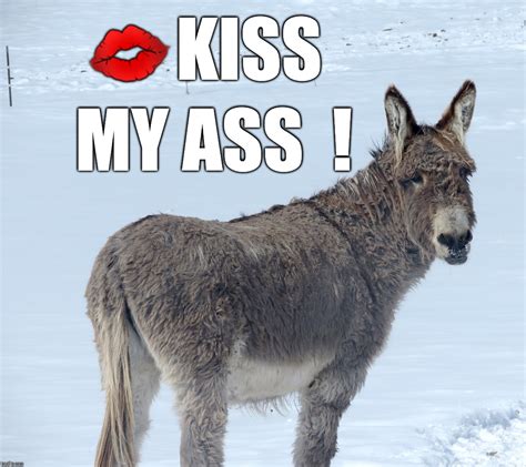 Kiss My Donkey Ass