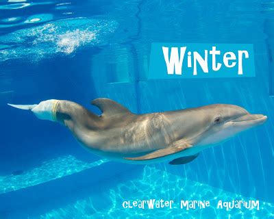 The Glam Green Girl: Dolphin Tale: Winter