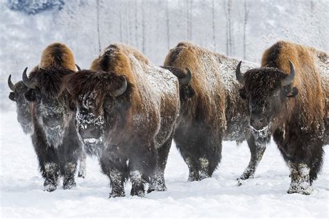 Wood Bison | ALASKA.ORG