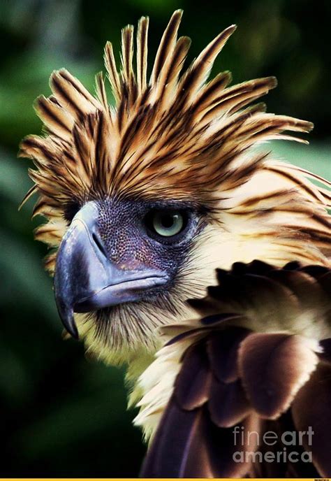 The Philippine Eagle Photograph by AAR Reproductions - Fine Art America