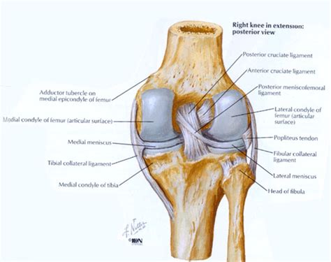 Posterior view of the knee | Anatomy, Knee, Cruciate ligament